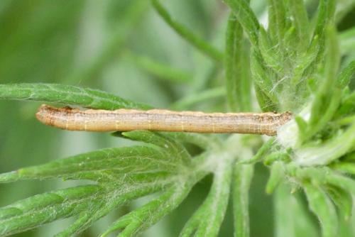 Ematurga atomaria